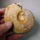 JURASSIC AMMONITE  - 170 million years old - Bradford Abbas, Dorset