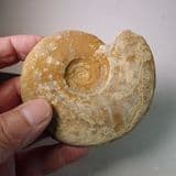 JURASSIC AMMONITE - 170 million years old - Bradford Abbas, Dorset