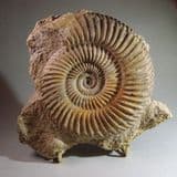JURASSIC AMMONITE - 170 million years old - Burton Bradstock, Dorset