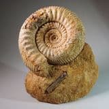JURASSIC AMMONITE - 170 million years old - Dorset