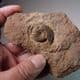 JURASSIC AMMONITE  - 170 million years old  -  Germany