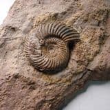 JURASSIC AMMONITE - 170 million years old - Germany