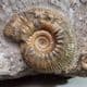 JURASSIC AMMONITE  - 170 million years old -  Wiltshire