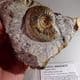 JURASSIC AMMONITE  - 170 million years old -  Wiltshire