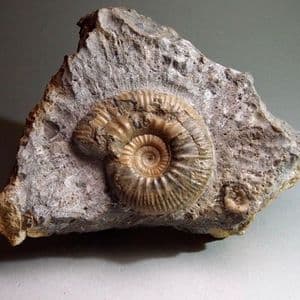 JURASSIC AMMONITE  - 170 million years old -  Wiltshire