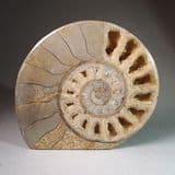 JURASSIC AMMONITE - 175 million years old - Beaminster, Dorset