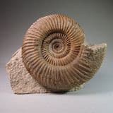 JURASSIC AMMONITE - 175 million years old - Burton Bradstock, Dorset