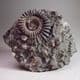 JURASSIC AMMONITE - 180 million years old - Holderness Coast, Yorkshire