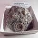 JURASSIC AMMONITE - 180 million years old - Holderness Coast, Yorkshire
