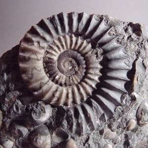 JURASSIC AMMONITE - 180 million years old - Holderness Coast, Yorkshire