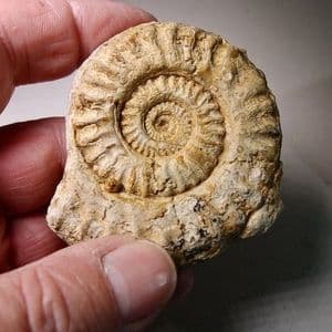 JURASSIC AMMONITE - 180 million years old - Ilminster, Somerset