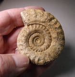 JURASSIC AMMONITE - 180 million years old - Ilminster, Somerset