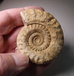 JURASSIC AMMONITE - 180 million years old - Ilminster, Somerset