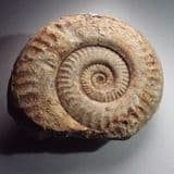 JURASSIC AMMONITE - 180 million years old - Ilminster, Somerset