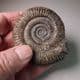 JURASSIC AMMONITE  - 180 million years old  - Whitby, Yorkshire