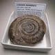 JURASSIC AMMONITE  - 180 million years old  - Whitby, Yorkshire