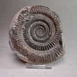 JURASSIC AMMONITE - 180 million years old - Whitby, Yorkshire