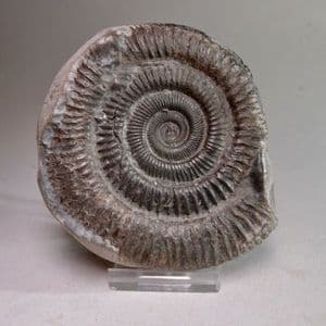 JURASSIC AMMONITE - 180 million years old - Whitby, Yorkshire