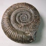 JURASSIC AMMONITE  - 180 million years old  - Whitby, Yorkshire