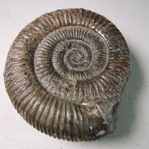 JURASSIC AMMONITE  - 180 million years old  - Whitby, Yorkshire
