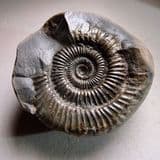 JURASSIC AMMONITE  -  180 million years old   -  Whitby, Yorkshire