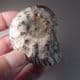 JURASSIC AMMONITE - 190 million years old  -  Blockley Quarry, Gloucestershire