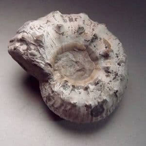 JURASSIC AMMONITE - 190 million years old  -  Blockley Quarry, Gloucestershire