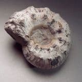 JURASSIC AMMONITE - 190 million years old - Blockley Quarry, Gloucestershire