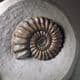 JURASSIC AMMONITE - 190 million years old  - Charmouth, Dorset