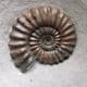 JURASSIC AMMONITE - 190 million years old  - Charmouth, Dorset