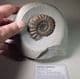JURASSIC AMMONITE - 190 million years old  - Charmouth, Dorset