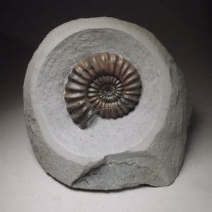 JURASSIC AMMONITE - 190 million years old - Charmouth, Dorset