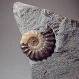 JURASSIC AMMONITE - 190 million years old - Dorset