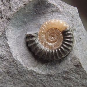 JURASSIC AMMONITE - 190 million years old - Dorset