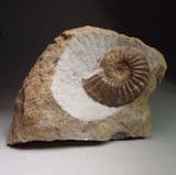 JURASSIC AMMONITE - 190 million years old - Gloucestershire