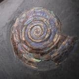 JURASSIC AMMONITE - 200 million years old -  Somerset