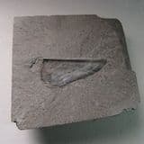 JURASSIC AMMONITE APTYCHUS - 180 million years old - Whitby, Yorkshire