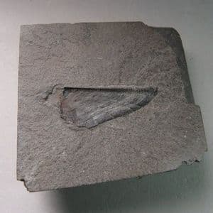 JURASSIC AMMONITE APTYCHUS - 180 million years old - Whitby, Yorkshire