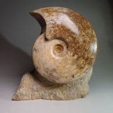 JURASSIC AMMONITE (BRASILIA) - 175 million years old - Beaminster, Dorset