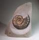 JURASSIC AMMONITE (Classic example of the ammonite Asteroceras)  -  190 million years old  -  Dorset