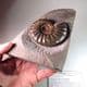 JURASSIC AMMONITE (Classic example of the ammonite Asteroceras)  -  190 million years old  -  Dorset