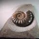 JURASSIC AMMONITE (Classic example of the ammonite Asteroceras)  -  190 million years old  -  Dorset