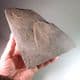JURASSIC AMMONITE (Classic example of the ammonite Asteroceras)  -  190 million years old  -  Dorset