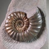 JURASSIC AMMONITE (Classic example of the ammonite Asteroceras) - 190 million years old - Dorset