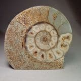 JURASSIC AMMONITE (CUT AND POLISHED) - 175 million years old - Beaminster, Dorset