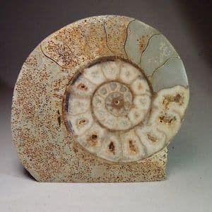 JURASSIC AMMONITE (CUT AND POLISHED) - 175 million years old - Beaminster, Dorset