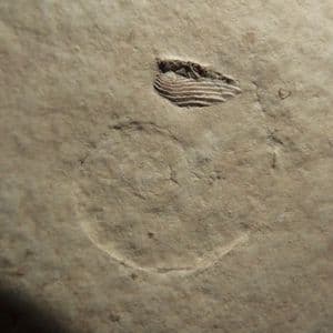 JURASSIC AMMONITE IMPRESSION WITH APTYCHI - 150 million years old - Solnhofen, Germany