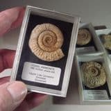 JURASSIC AMMONITE (IN DISPLAY BOX) - 180 million years old - Somerset