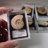 JURASSIC AMMONITE (IN DISPLAY BOX)  -  180 million years old  -  Somerset. (NEW STOCK)