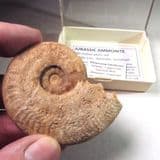 JURASSIC AMMONITE IN VINTAGE DISPLAY BOX - 180 million years old - Ilminster, Somerset